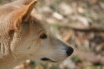 Photo Dingo