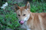 Photo Dingo