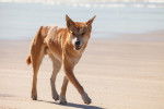 Photo Dingo