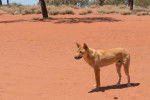 Photo Dingo