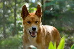 Photo Dingo