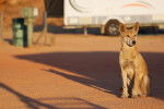 Photo Dingo