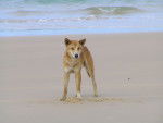 Photo Dingo