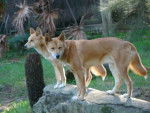 Photo Dingo