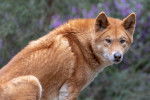 Photo Dingo
