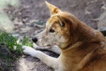 Photo Dingo