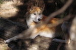 Photo Dingo
