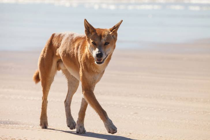 Photo Dingo
