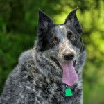 Un Texas Heeler haletant dans un parc