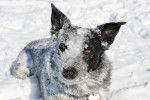 Un Texas Heeler couché dans la neige