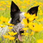 Un Texas Heeler dans des fleurs
