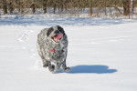 Un Texas Heeler courant dans la neige