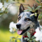 Un Texas Heeler dans un buisson floral