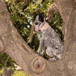 Un Texas Heeler assis dans un arbre