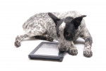 Un Texas Heeler couché avec la tête sur une tablette