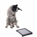 Un Texas Heeler assis et regardant une tablette