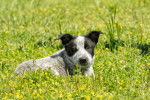 Un chiot Texas heeler couché dans un champ de fleurs