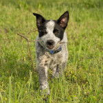 Un chiot Texas Heeler avec un bâton dans la bouche