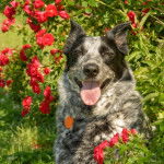 Un Texas Heeler devant un rosier