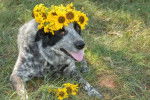 Un Texas Heeler avec des tournesols sur la tête