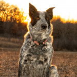 Un Texas posant assit dans un champ à contrejour