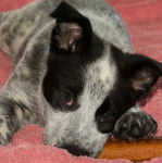 Un chiot Texas Heeler sur une couverture