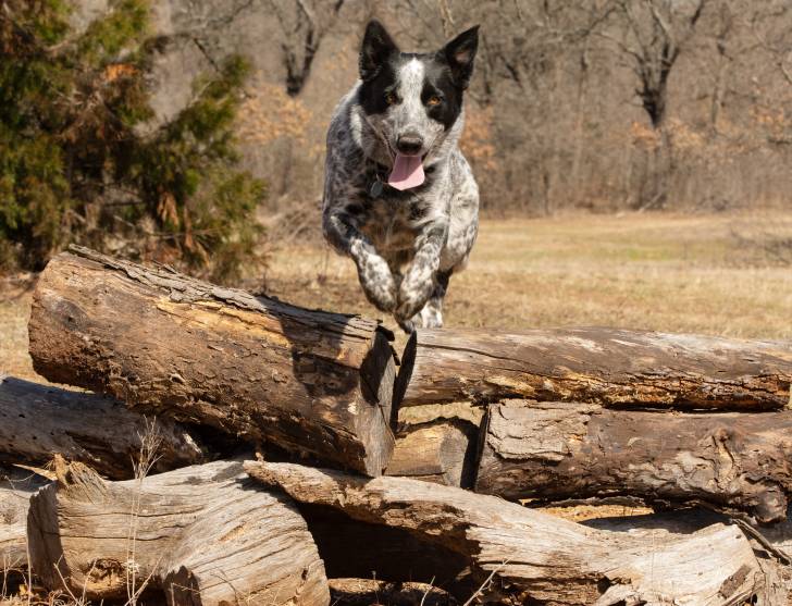 Un Texas Heeler sautant au-dessus d'un tas de bûches