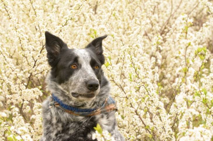 Un Texas Heeler devant un arrière-plan floral