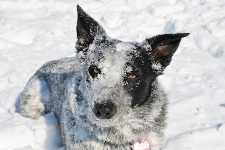 Un Texas Heeler couché dans la neige