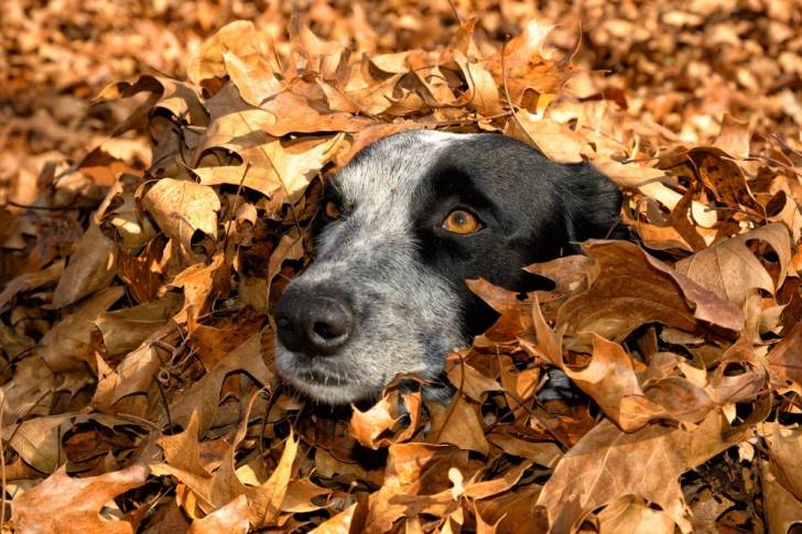 Un Texas Heeler couvert de feuilles mortes