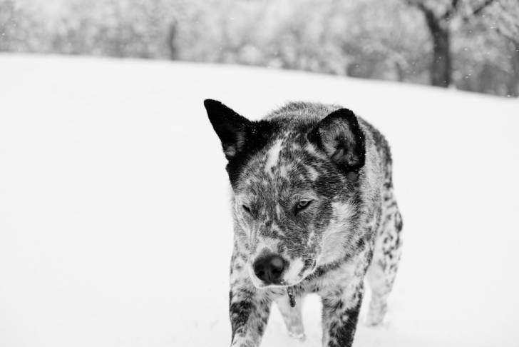 Un Texas Heeler dans la neige