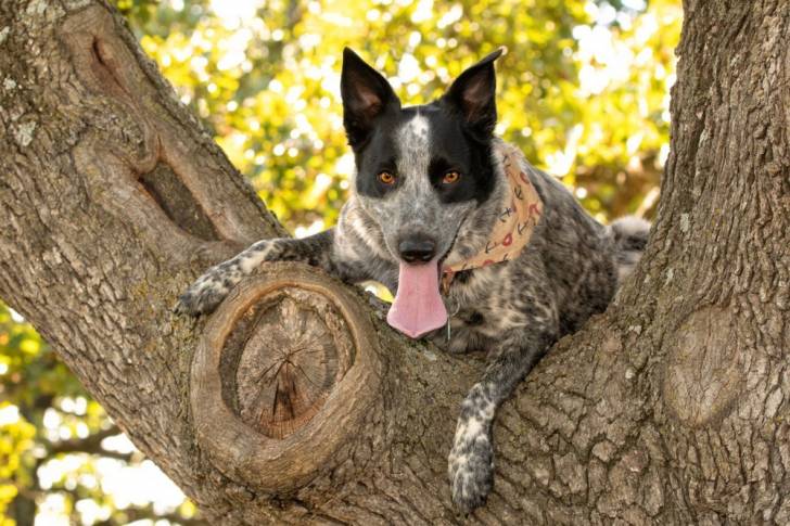 Un Texas Heeler dans un arbre