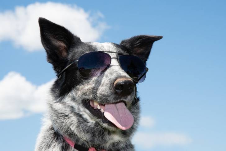 Un Texas Heeler avec des lunettes de soleil