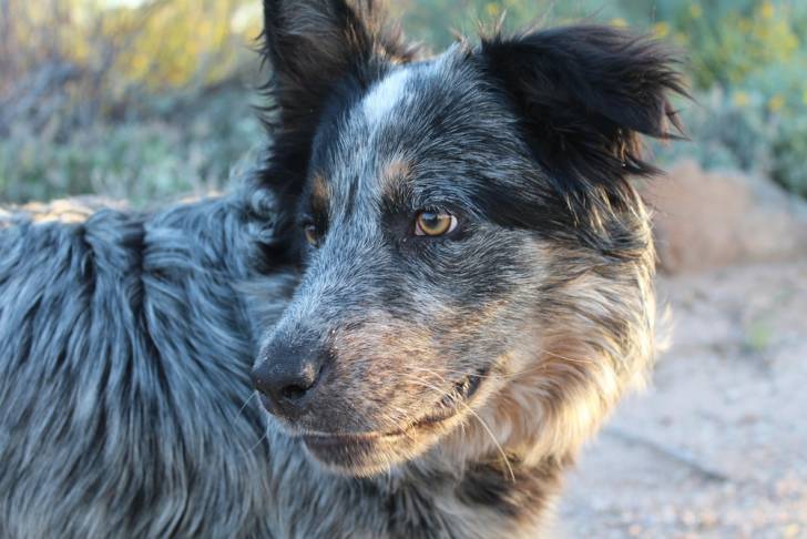 Un Texas Heeler qui regarde derrière lui