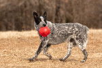 Un Texas Heeler avec une balle dans la gueule