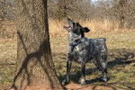 Un Texas Heeler au pied d'un arbre
