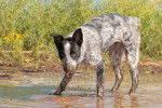 Un Texas Heeler ayant bu