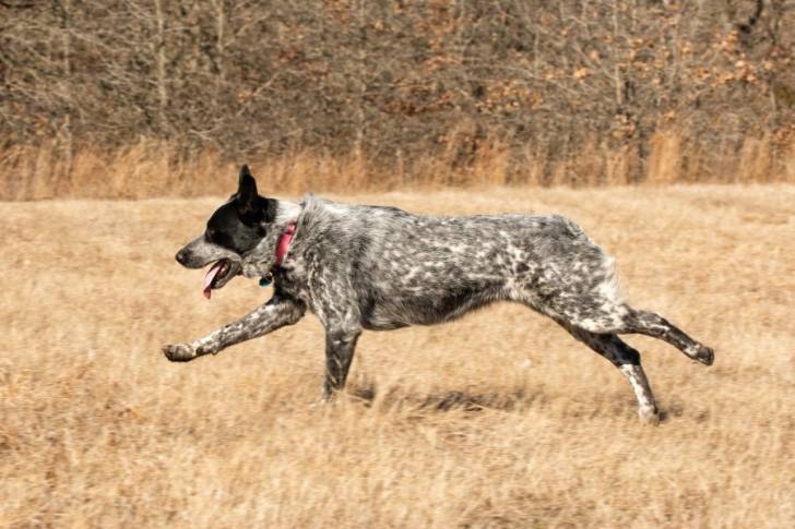 Vue latérale d'un Texas Heeler qui court dans un champ