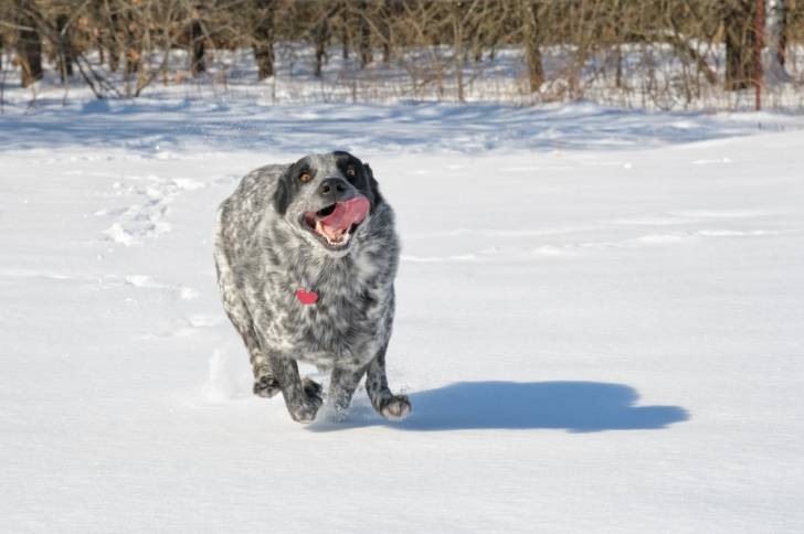 Un Texas Heeler courant dans la neige