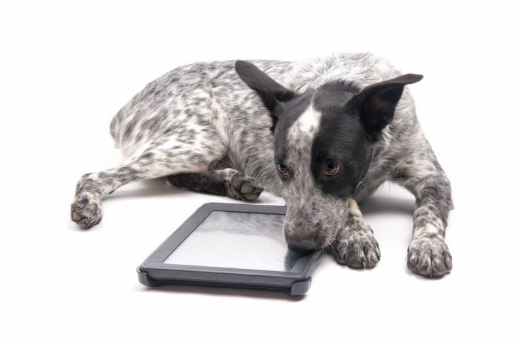 Un Texas Heeler couché avec la tête sur une tablette