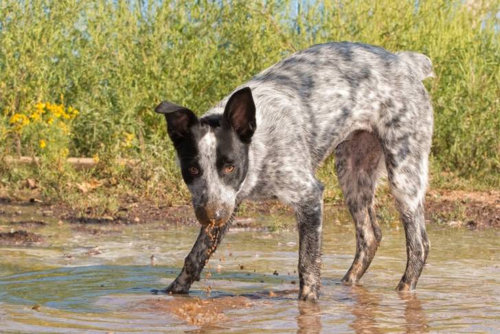Un Texas Heeler ayant bu