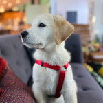 Un Goldador sur un canapé et portant un harnais 