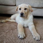 Un Goldador allongé sur une moquette et semblant détendu 