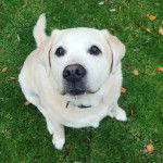 Un Goldador assis sur un terrain herbeux et portant un collier autour du cou