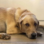 Un Goldador allongé sur un canapé et regardant vers la caméra 