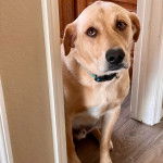 Un Goldador assis sur un plancher et portant un collier autour du cou