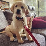 Un Goldador assis sur un canapé et qui est tenu en laisse 