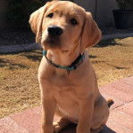 Un Goldador assis sur un sol pavé et portant un collier autour du cou