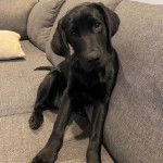 Un Goldador assis sur un canapé et regardant vers la caméra 