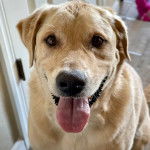 Un Goldador sur un canapé et tirant la langue 